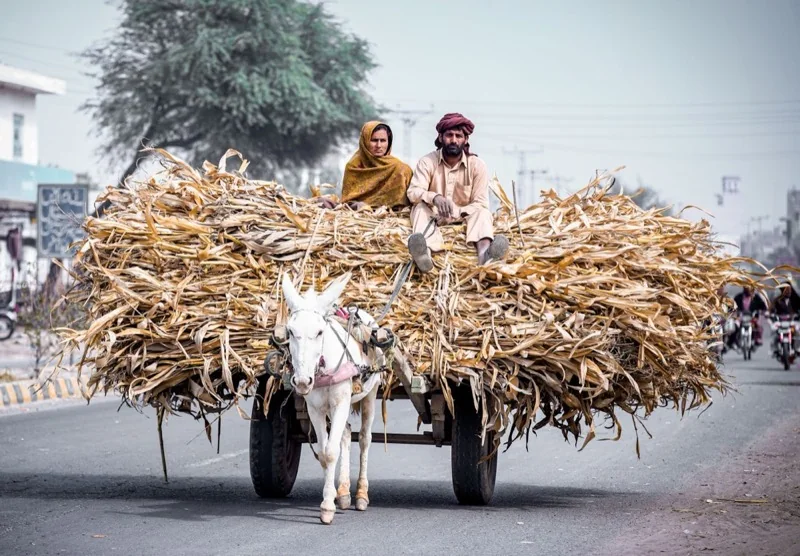mule towing trailer with crops and man and woman sitting — illustrative editorial photography, not a verified location