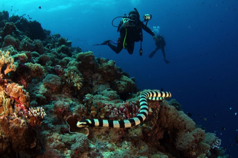 Scuba divers exploring a coral reef